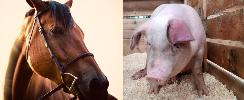 馬と豚の違い